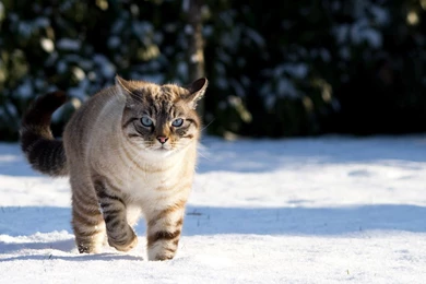 Winter Wallpapers With Cat In The Snow