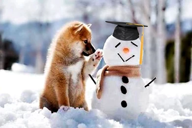 Educated Friend Snow Snowman Winter Cute Adorable Play Puppies ...