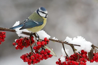 Winter Birds, Cute, Snow, 1920x1080 HD Wallpapers And FREE Stock Photo