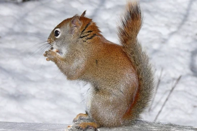 Cute Squirrel On A Winter Day Wallpapers   Animal Wallpapers