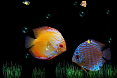 Animated Wallpapers   HD Images New