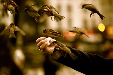 Sparrows Fly HD Wallpaper.jpg