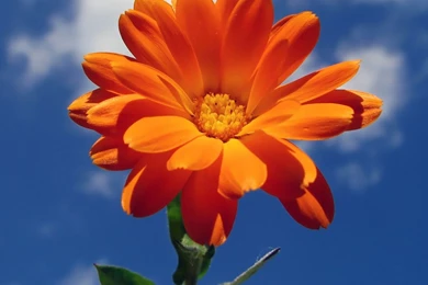 Flower Wallpapers For Android Tablets