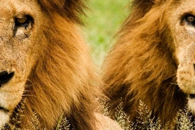 National geographic lion animals lion iphone 6 plus 1080x1920 wallpaper.jpg