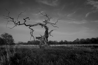 Trees Grayscale Wallpapers