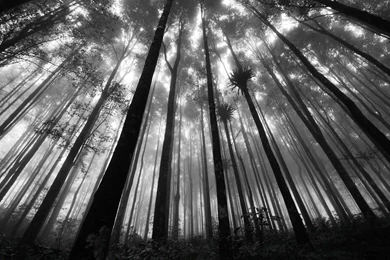 Grayscale Wallpapers >> Backgrounds With Quality HD