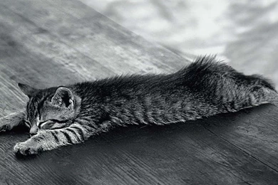 Animals Cats Grayscale Wallpapers   (