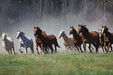 Horses Wallpapers Free   Wallpapers Cave