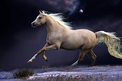 Horsed Running In Nature 10162   Pacify Mind