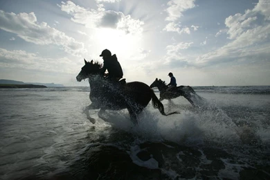 Horse Running In Sea HD Wallpapers