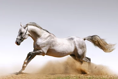 Running Horse Wallpapers   ImgMob