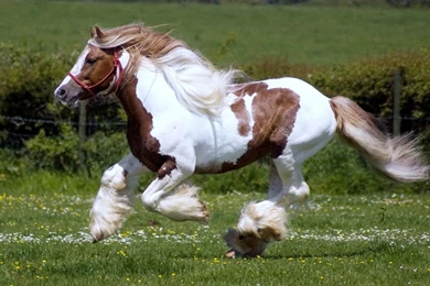 Running HD Animal Wallpapers