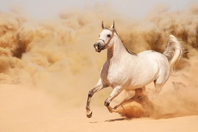 Running Horse Horse Dust Sand Runs Wallpapers