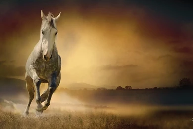 Running Horse Wallpapers >> Backgrounds With Quality HD