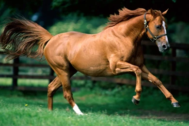 Japan: Running Horses Wallpapers For Desktop Backgrounds