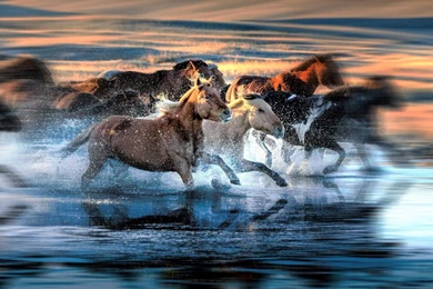 Horses: Horses Animal Water Summer Running Horse Animale Horses ...