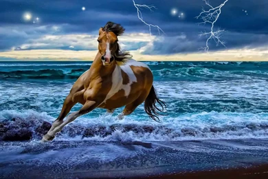 Running Horses Wallpapers In High Resolution Free Download