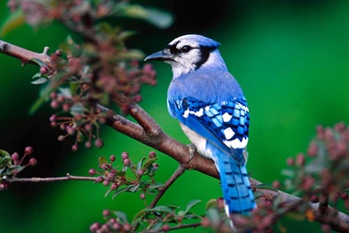 Bluebird Wallpapers   Animals Town