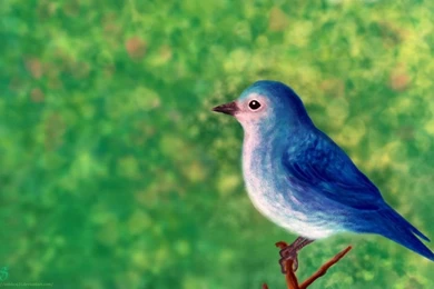 Liitle Blue Bird Wallpapers By SubhrajitDatta On DeviantArt