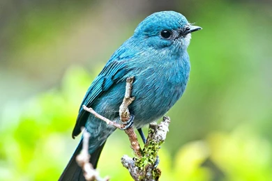 1024x768px Blue Bird Pictures