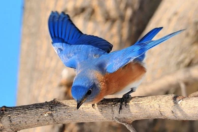 BlueBird pictures Hd.jpg