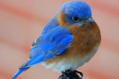Eastern Bluebird Wallpapers