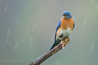 Eastern Bluebird Wallpapers   HD Wallpapers