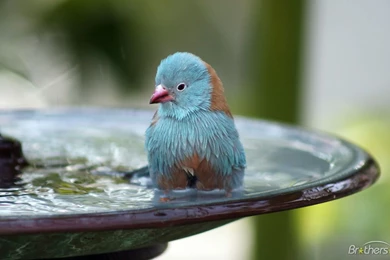 Download Free Free Blue Bird Bath Wallpaper, Free Blue Bird Bath ...