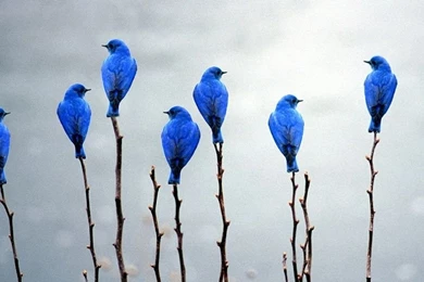 Bluebird Dream, Blue Birds, Bluebird Wallpapers 68401