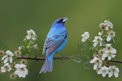 BLUE BIRD WALLPAPER   (