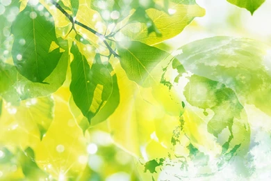 HD Best Desktop Wallpapers: Art Wallpapers Digital Nature