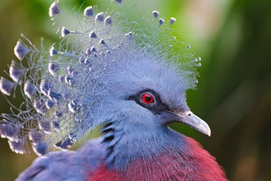 Blue Bird With Red Eyes Wallpapers And Images Wallpapers ...