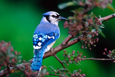 Beautiful Bird Color Cute Wallpapers