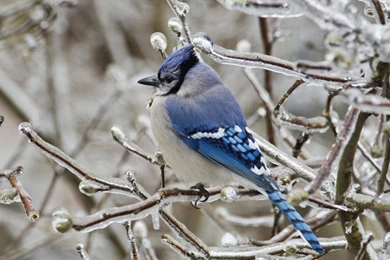 Wallpapers catalogue.com   Blue Jay (Bird) In 1600x1200 Resolution.