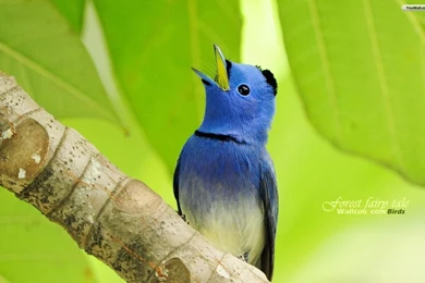 YouWall   Gorgeous Birds   Blue Flycatcher Wallpapers   Wallpapers ...