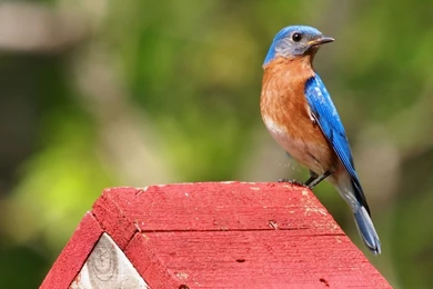 Blue Bird And The Cage Wallpapers   ANIMALS   ANIMALS