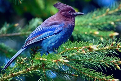 Blue Bird On A Tree Wallpapers And Images   Wallpapers, Pictures ...