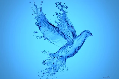 Aqua Bird >> HD Wallpaper, Get It Now!