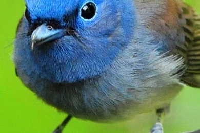 Wallpapers Samsung Galaxy A5 Blue Bird 720 1280 292   720 X 1280 ...