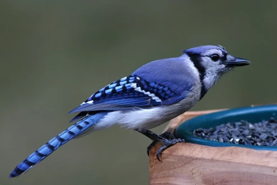 Blue Jay Computer Wallpapers, Desktop Backgrounds