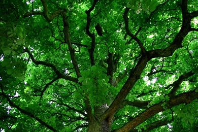 Green Tree HD Wallpapers   HD Wallpapers Inx