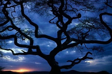 Old Tree, Tanzania Africa   Free Computer Desktop Wallpapers