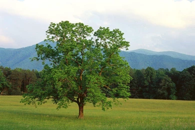 Walnut Tree Free Desktop Backgrounds Free Wallpapers Image