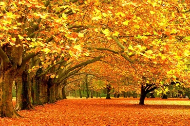 Autumn Tree Desktop Wallpaper, Autumn Tree Backgrounds, New Wallpapers