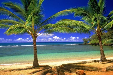 Palm Tree Desktop Wallpapers   HD Wallpaper Backgrounds Of Your Choice