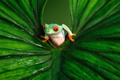 Desktop Wallpapers · Gallery · Animals · Red   Eyed Tree Frog ...