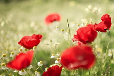Wallpapers: Poppy Flowers Desktop Wallpapers