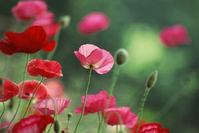 Free Wallpapers   Free Flower Wallpapers   Poppy Flower Wallpapers ...