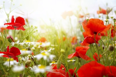 Poppy Flower Images And Wallpapers Download