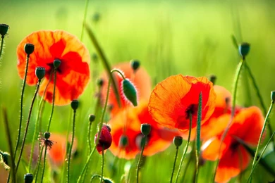 Download Wallpapers 1920x1080 Poppy, Flower, Bloom Full HD 1080p HD ...